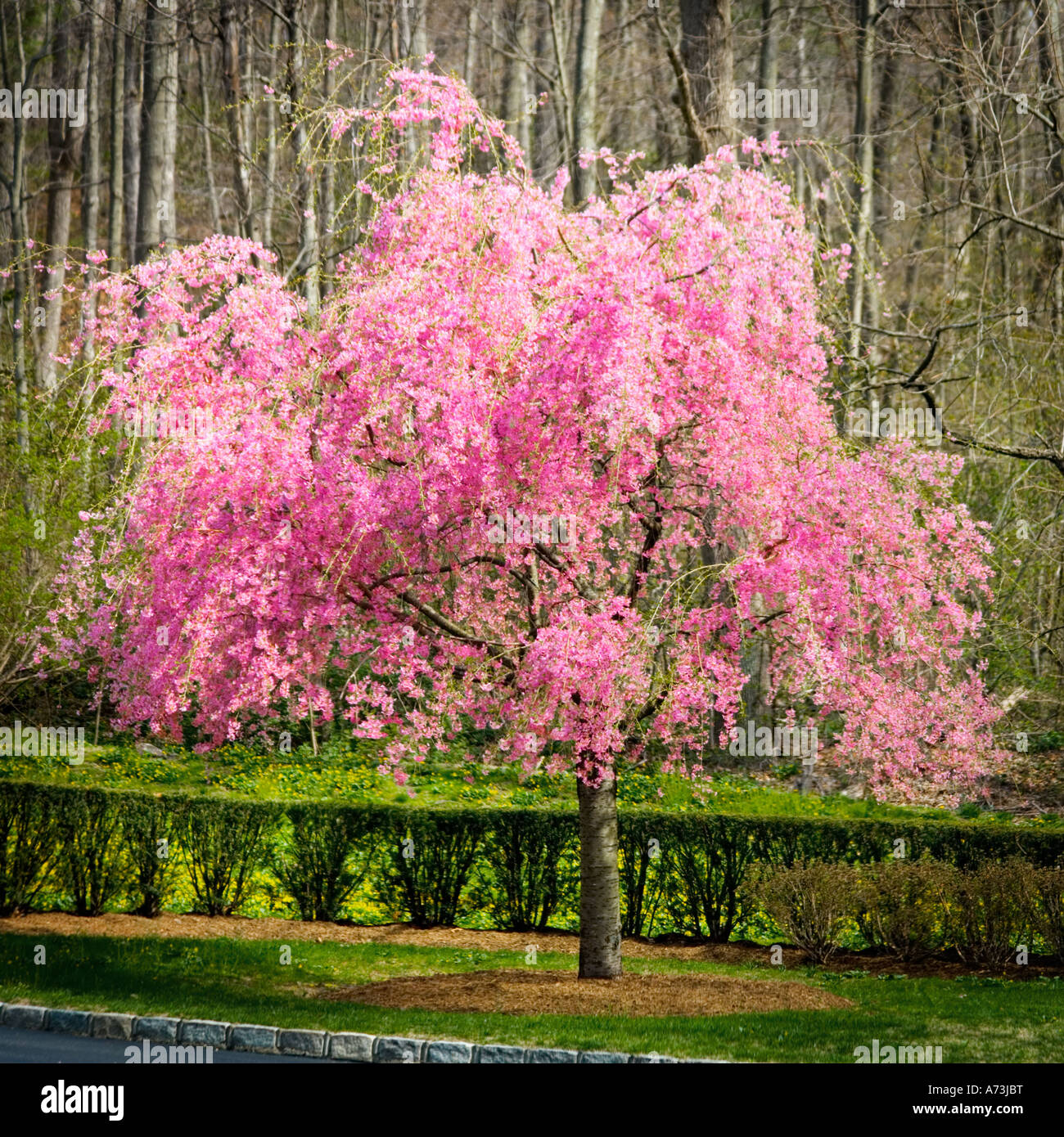 large pink tree on a grassy law with hedges just behind and dense woods in the background Stock Photo