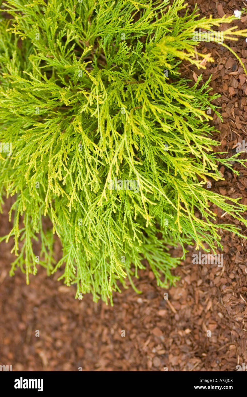 Green branch of False Cypress - Chamaecyparis pisifera FILIFERA AUREA in Keukenhof gardens, Lisse, Holland Stock Photo