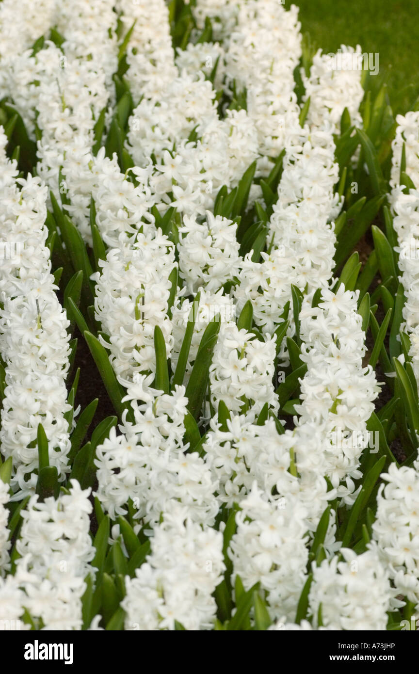 Lots of white spring flowers Hyacinth hybrid Hiacinthaceae Hyacinthus orientalis var CARNEGIE, Keukenhof gardens, Lisse, Holland Stock Photo