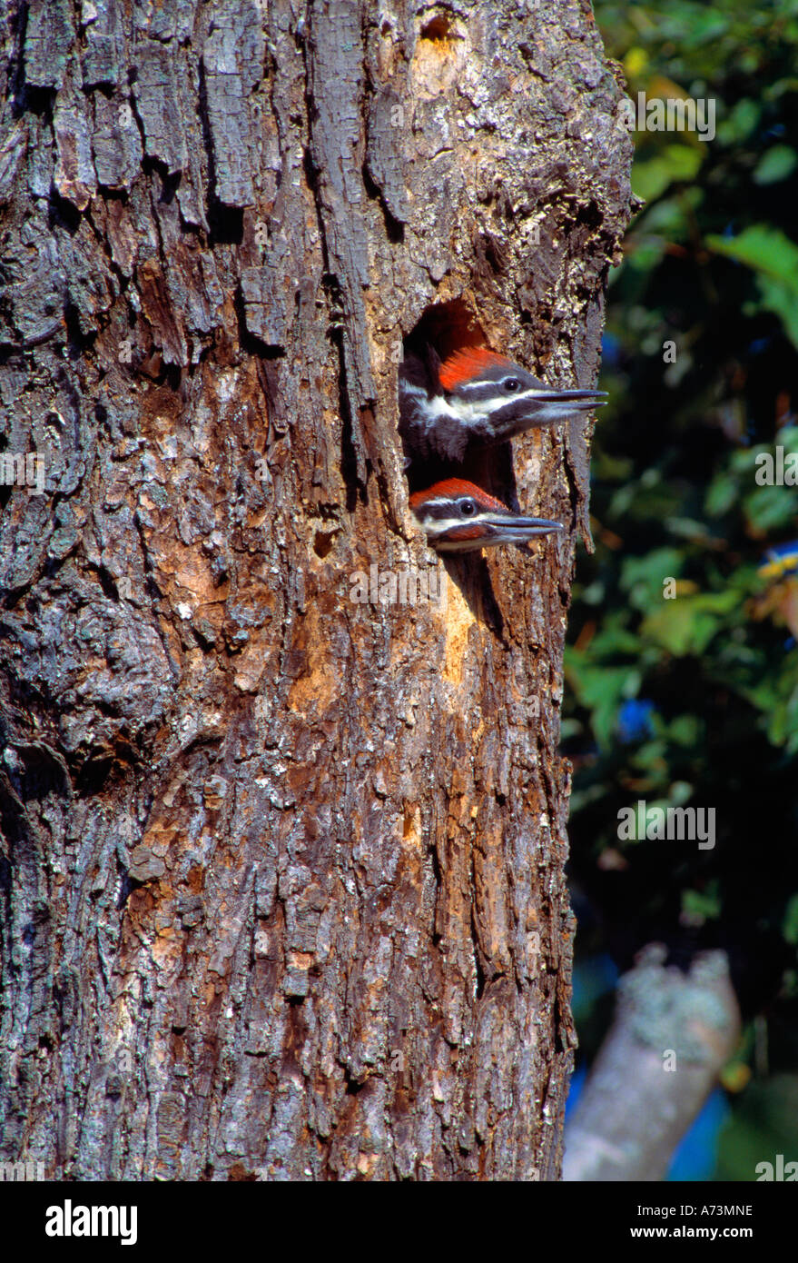 Two young woodpeckers poking out of tree Stock Photo - Alamy
