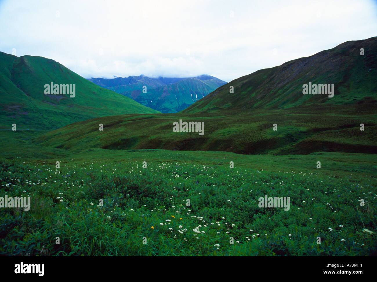 Spring meadow at Hatcher Pass Stock Photo Alamy