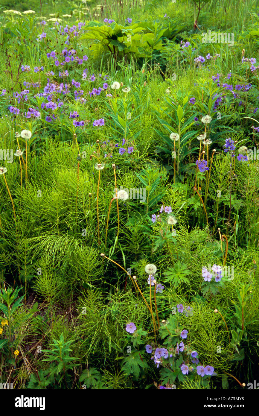 Wildflowers in Bloom Stock Photo Alamy