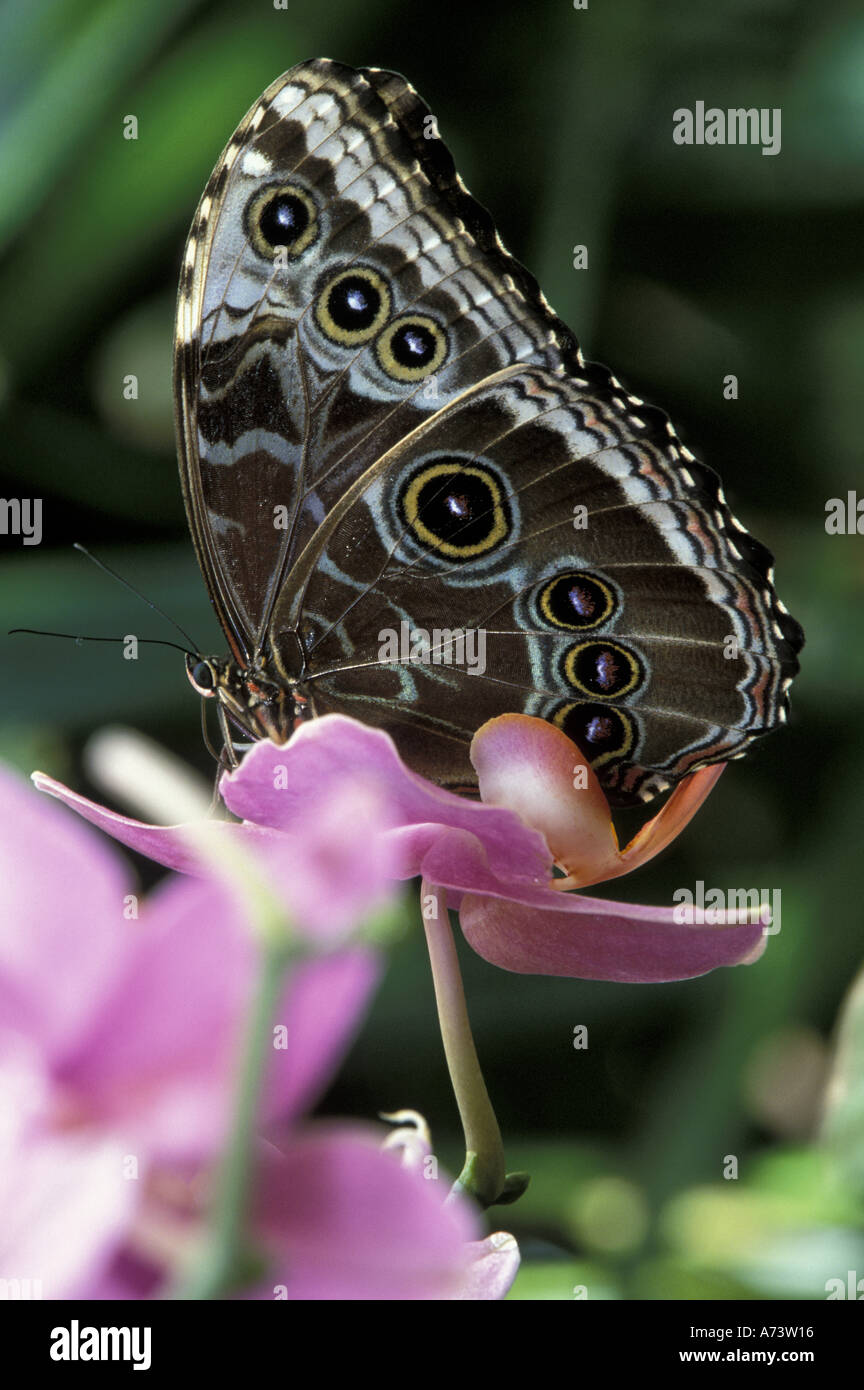 Blue Morpho butterfly. (Morpho peleides Stock Photo Alamy