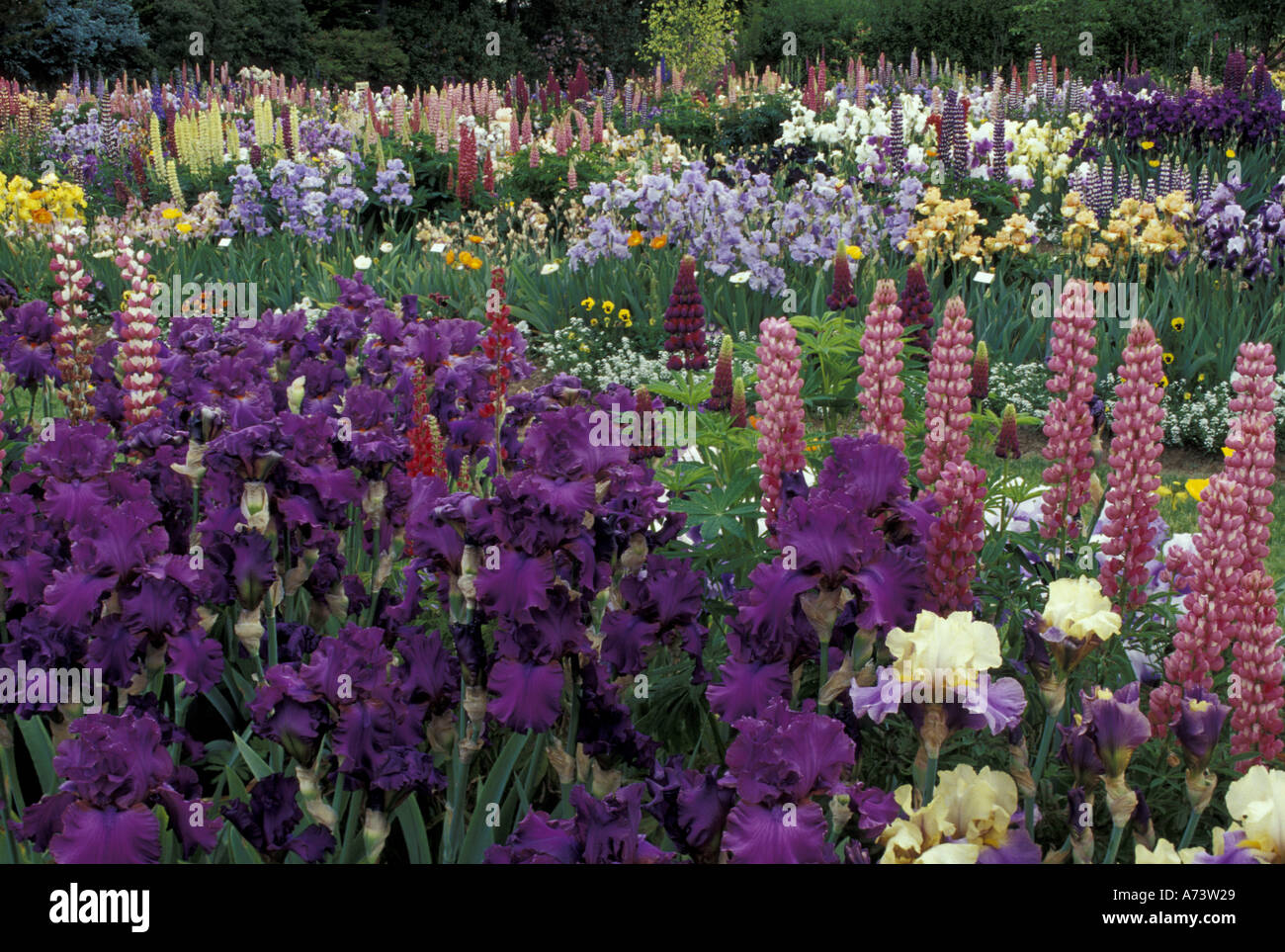 USA, Oregon, near Salem Iris garden Stock Photo