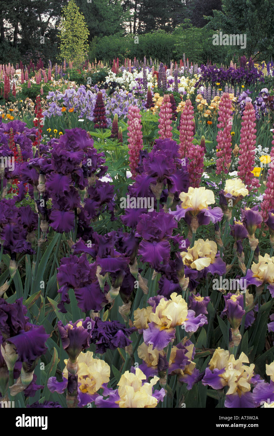 USA, Oregon, near Salem Iris garden Stock Photo