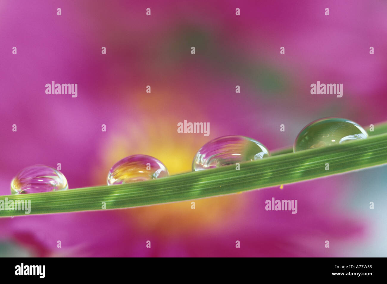 Image of asters formed in water droplets Stock Photo