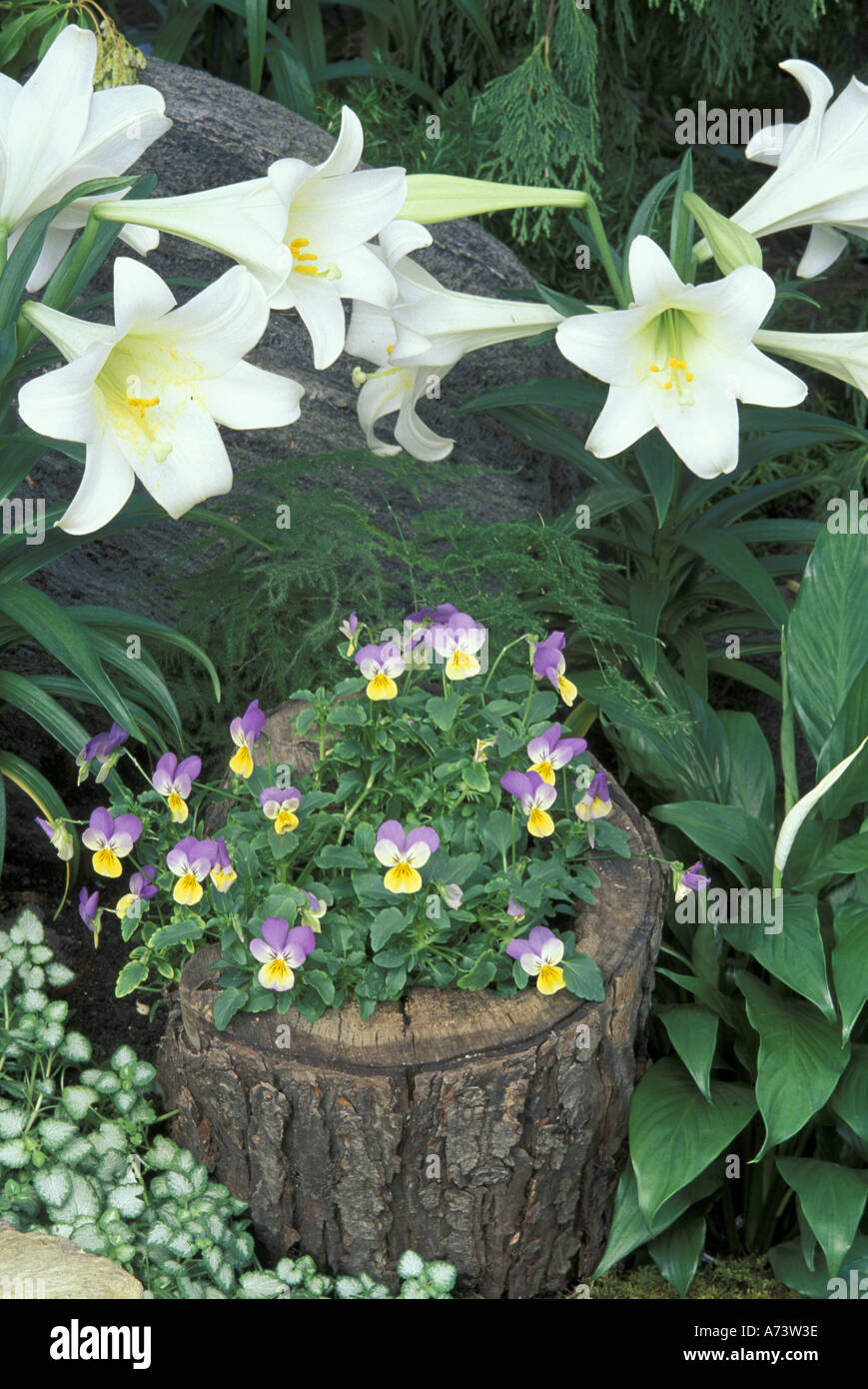 Horned violet (Viola cornuta) and Easter Lilly (Lilium regale) Stock Photo