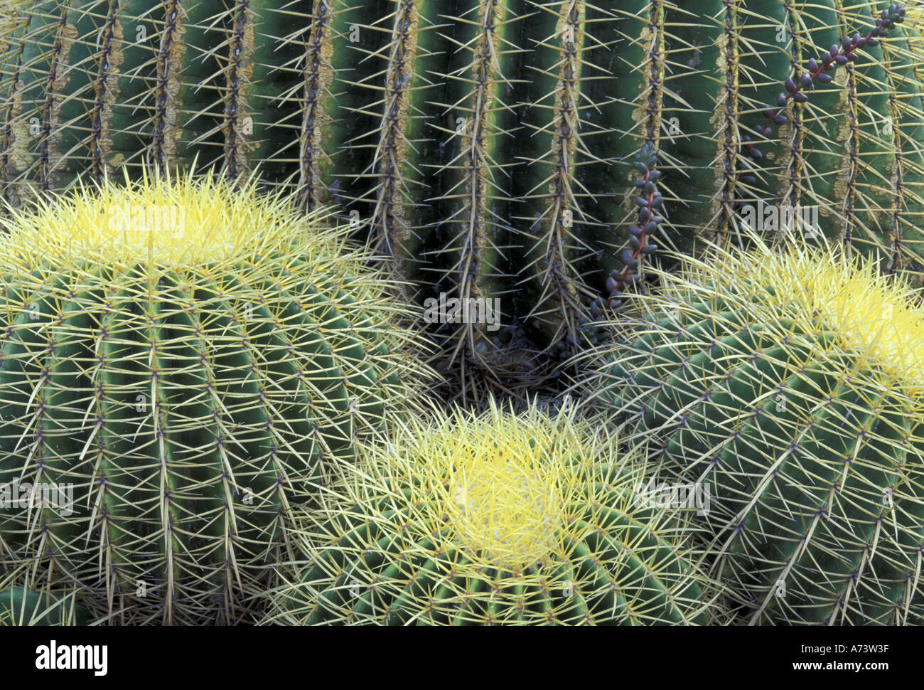 Pattern in cactus (Cheiridopsis tuberculata) Stock Photo