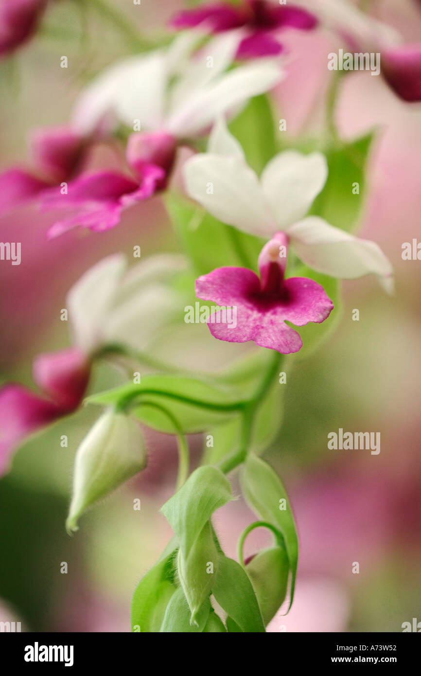Orchid, Calanthe vestita Stock Photo
