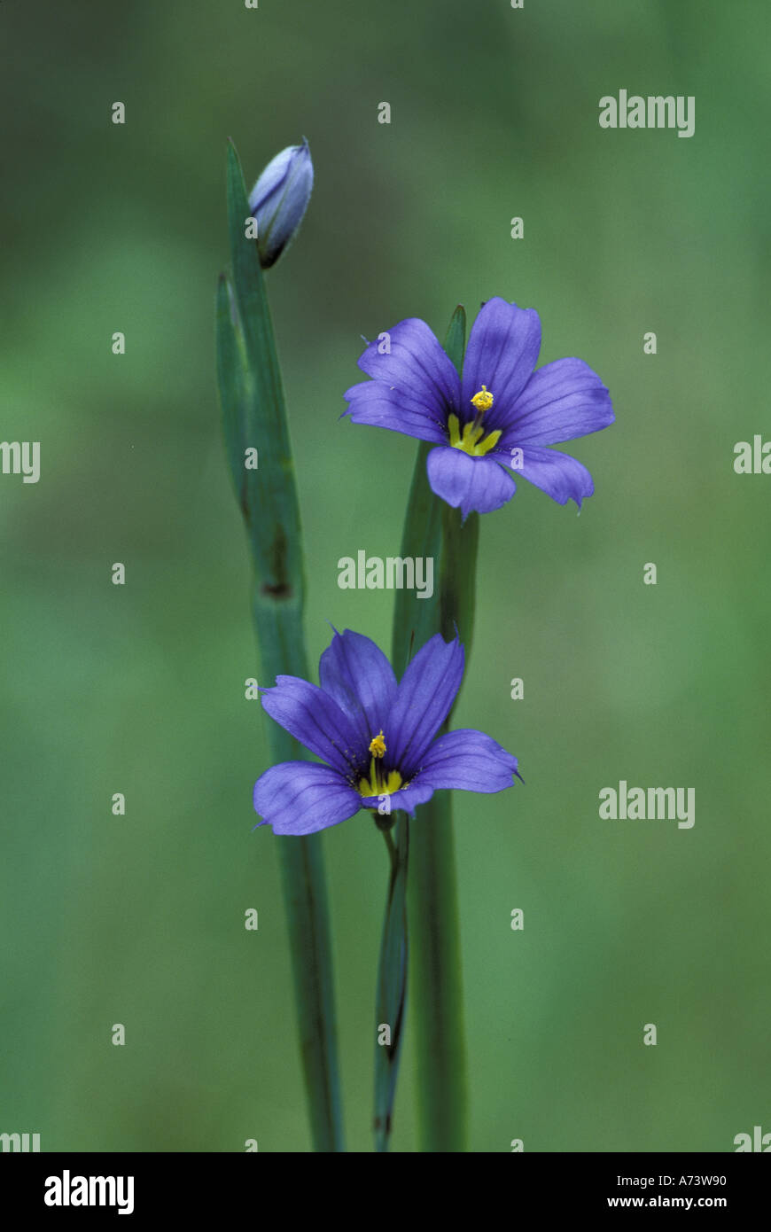 Michigan, Houghton Lake. Pointed Blue Eyed Grass  (Sisyrinchium angustifolium) Stock Photo