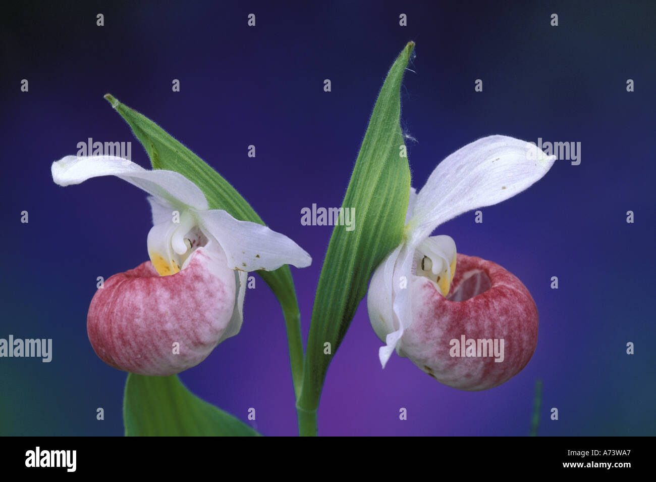 Michigan, Bruce Peninsula National Park. Showy Lady's Slippers