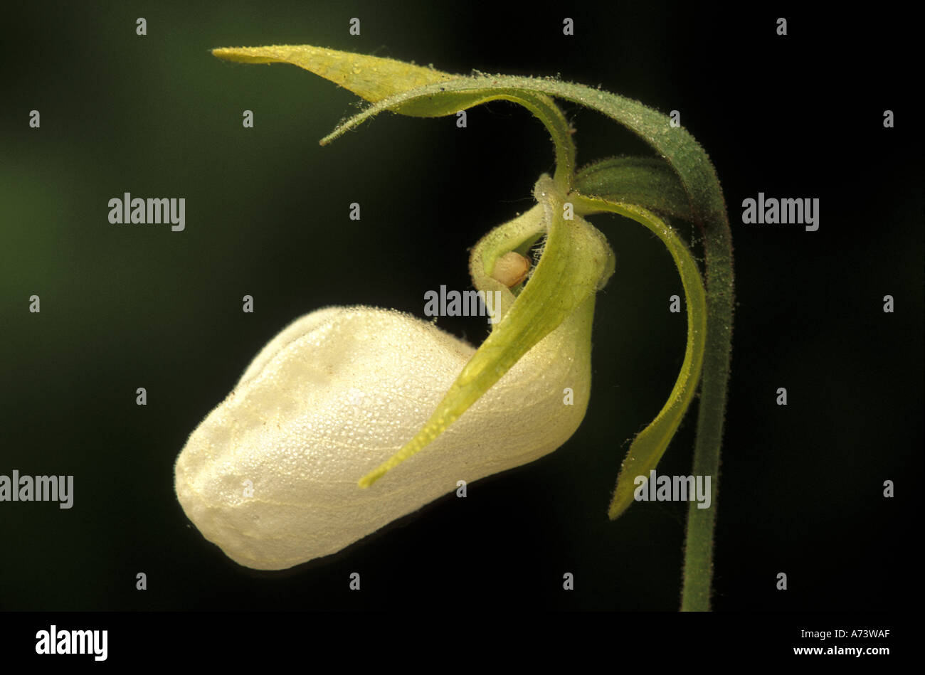 Michigan, Houghton Lake. Small blossom of White Lady Slipper (Cypripedium candidum). Stock Photo