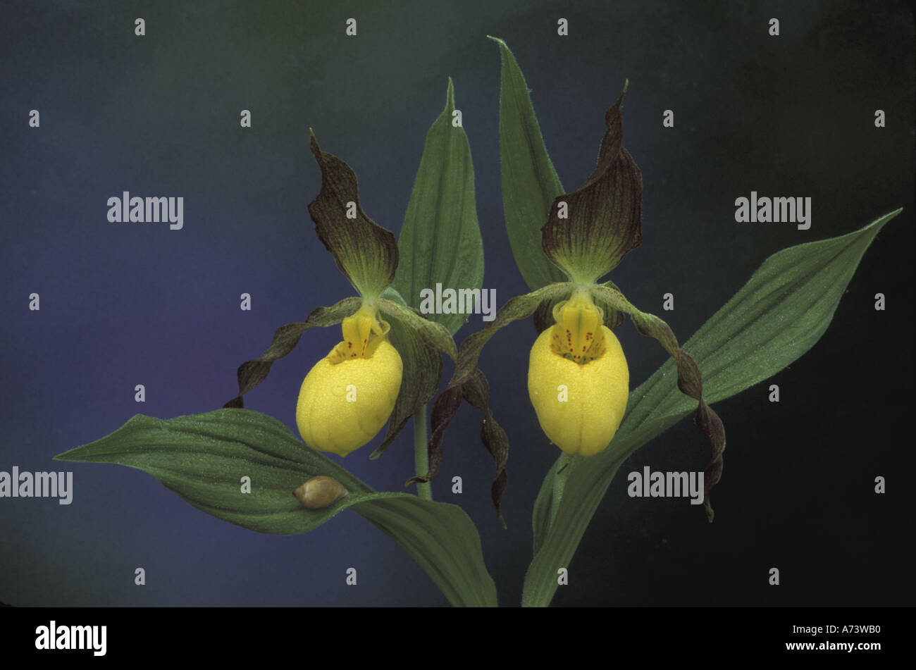 Michigan. Two blossoms of Yellow Lady Slippers (Cypripedium calceolus, pubescens) and snail. Stock Photo