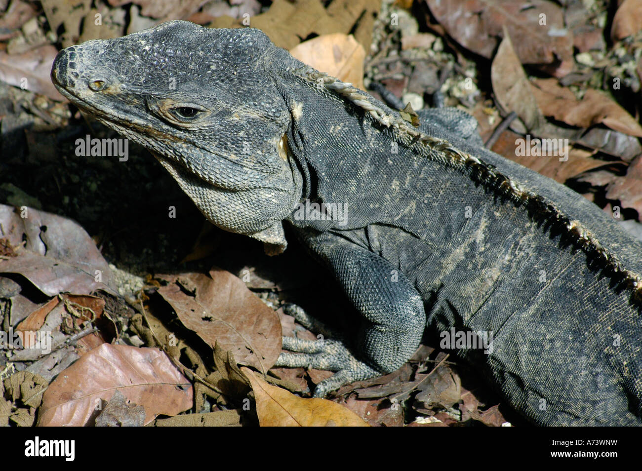 Black Spiny-tailed iguana from above, Central America Stock Photo