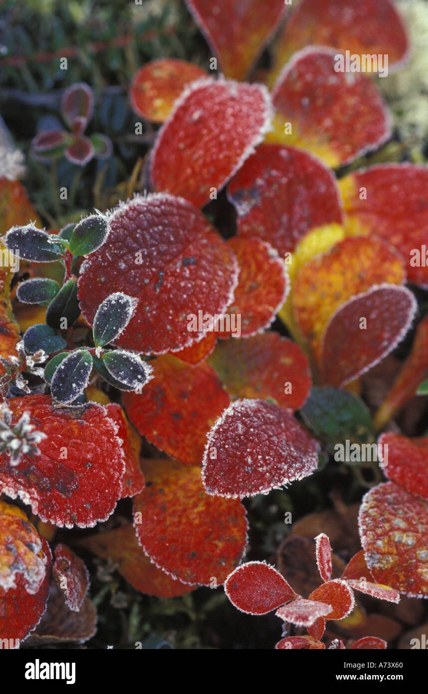 USA, Alaska, Denali NP, Wonder Lake.  Frosted, fall-colored bearberry (Arctostaphylos uva-ursi) dwarf cranberries Stock Photo