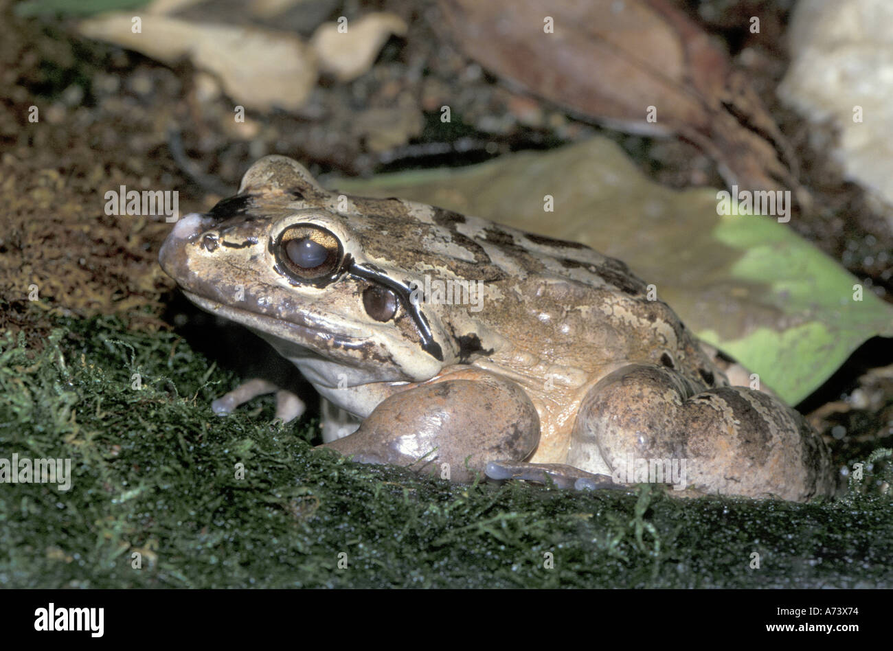 Mountain chicken (Leptodactylus fallax) frog Stock Photo - Alamy