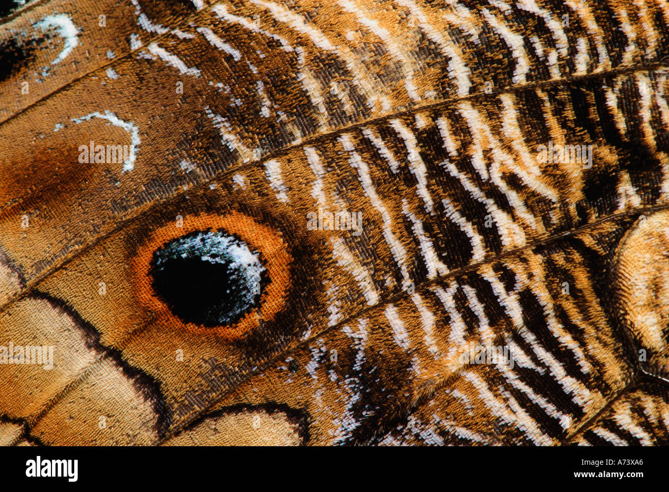 Wing pattern on Owl Butterfly, Caligo memnon Stock Photo