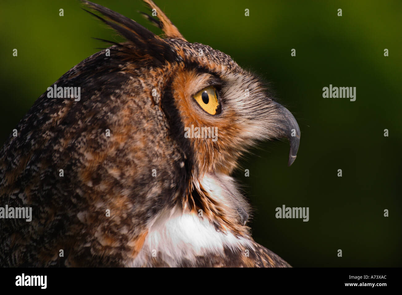Great Horned Owl, Bubo virginianus, captive Stock Photo