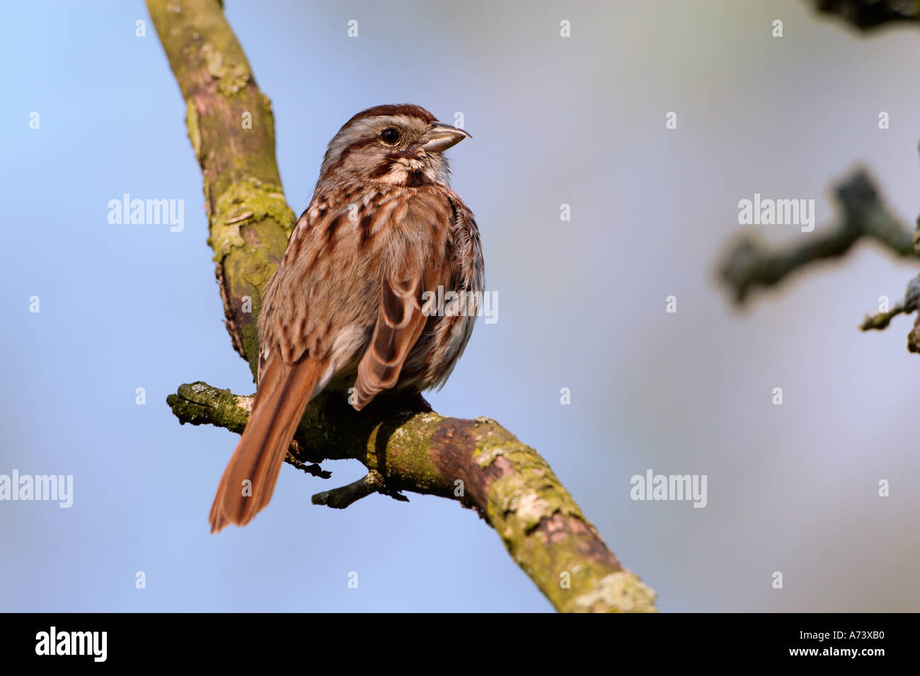Song Sparrow, Melospiza melodia Stock Photo