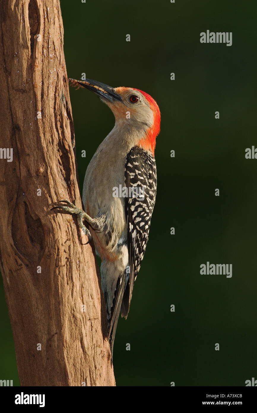 Red-bellied Woodpecker with prey, Melanerpes carolinus Stock Photo