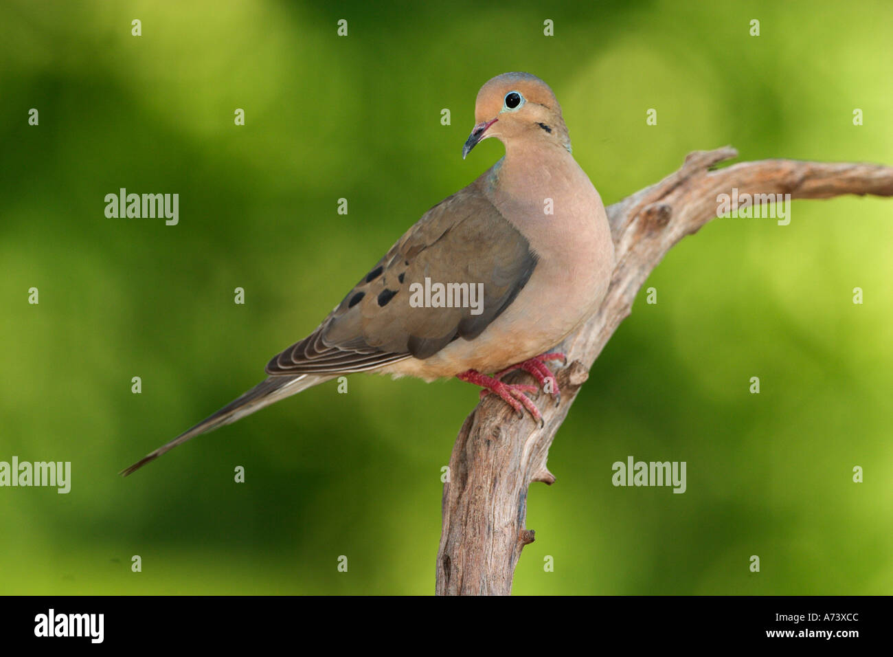 mourning-dove-zenaida-macroura-stock-photo-alamy