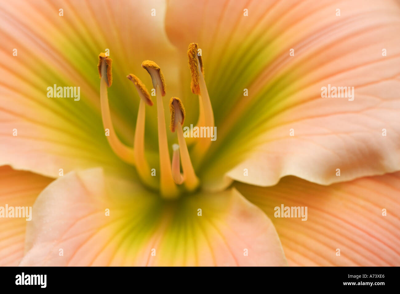 Hybrid Daylily, Hemerocallis spp. Stock Photo