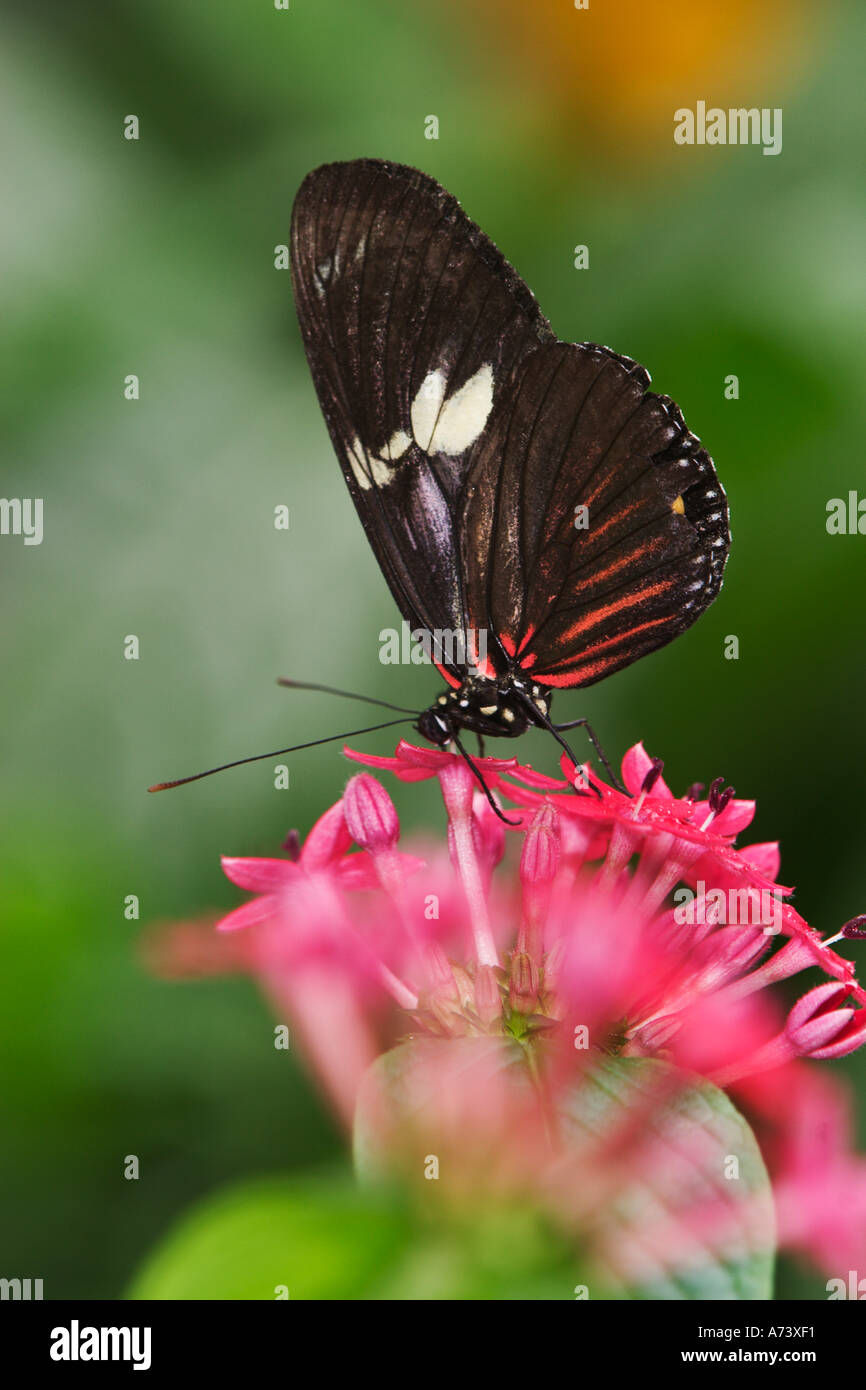 Small Postman butterfly, heliconius erato Stock Photo
