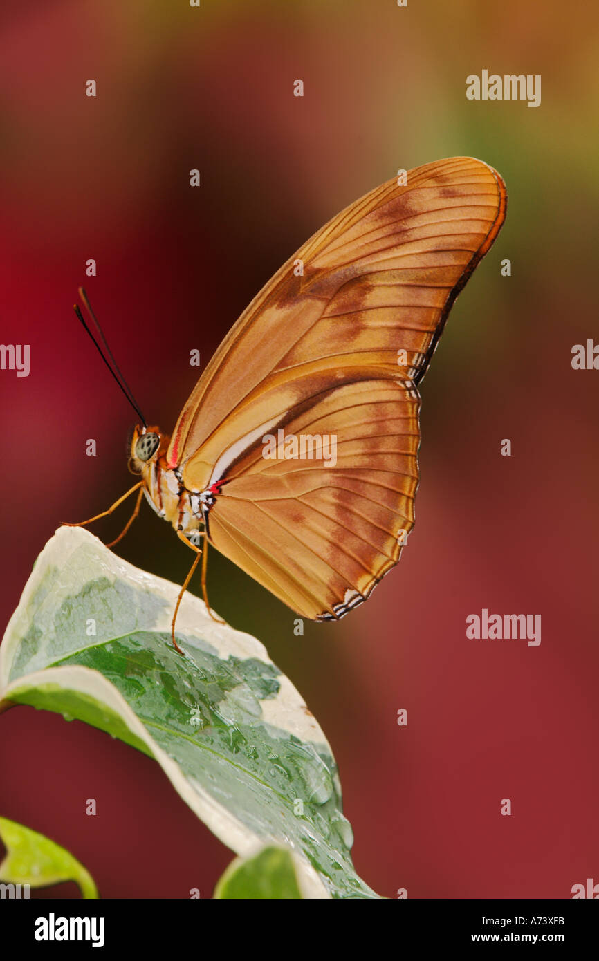 Julia butterfly, Dryas julia Stock Photo