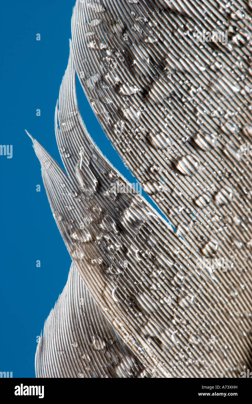 Water Droplets on Feather UK Stock Photo