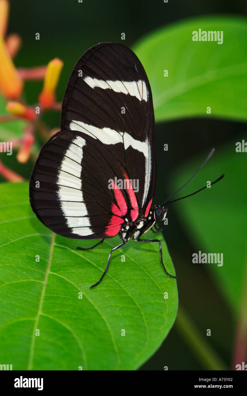 Small Postman butterfly, Heliconius erato Stock Photo