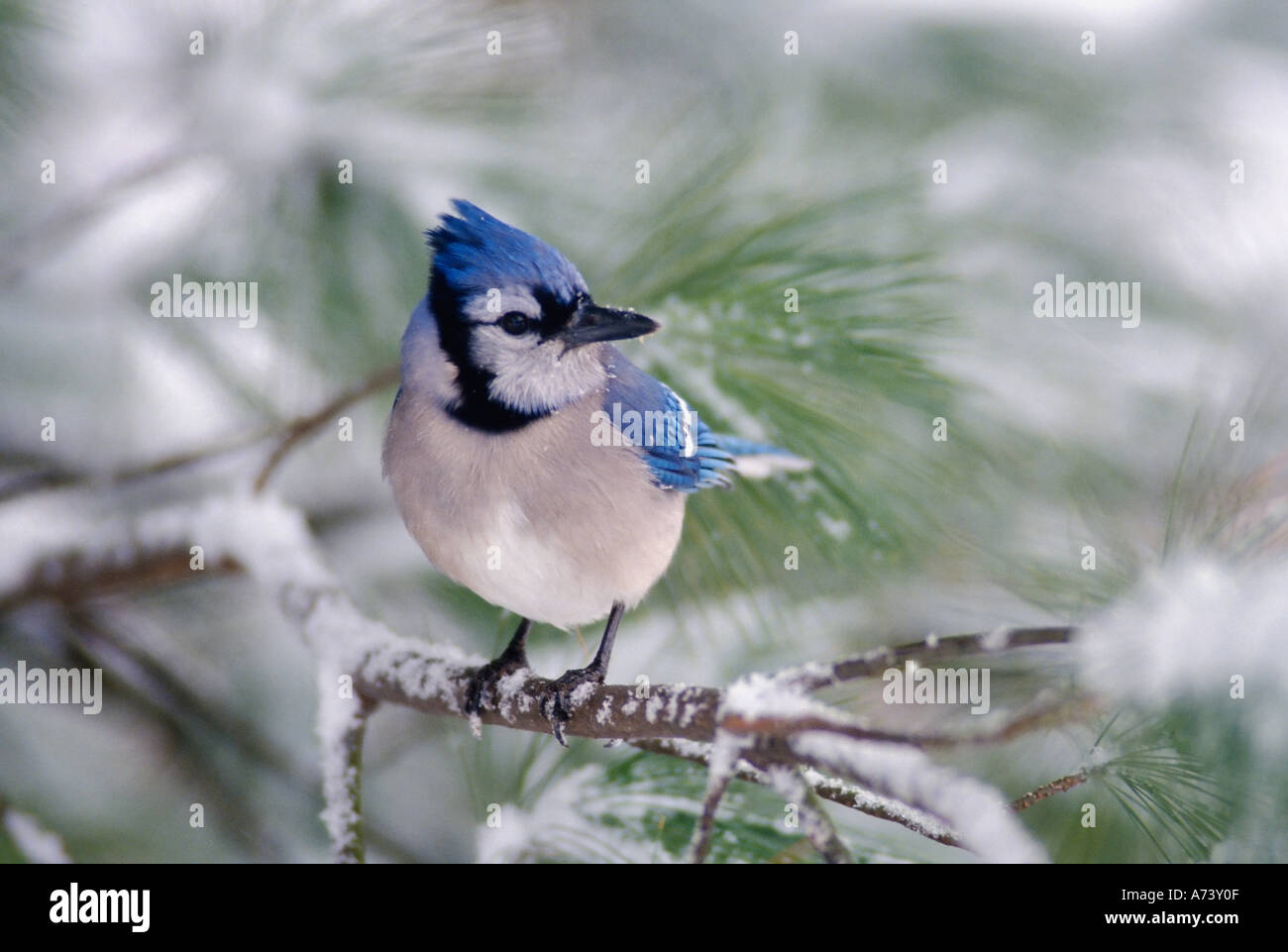 Blue Jay, Cyanocitta cristata Stock Photo Alamy