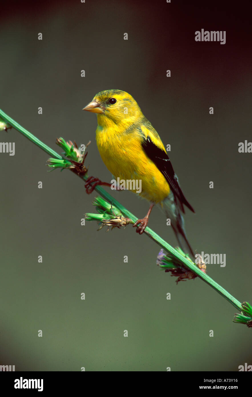 Male, American Goldfinch in summer plumage, Carduelis tristis Stock Photo