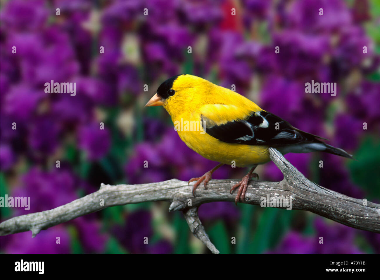 Male, American Goldfinch in summer plumage, Carduelis tristis Stock Photo