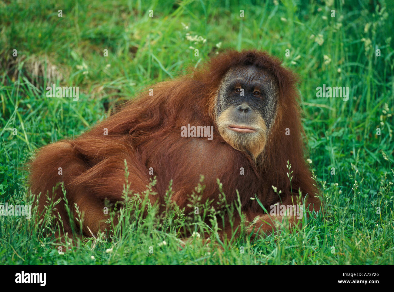 Sumatran Orangutan, Pongo pygmaeus Stock Photo - Alamy