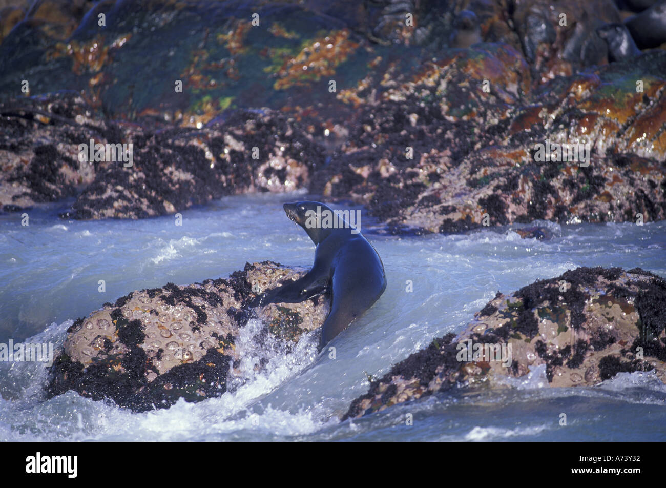 Seal laying on rock along coastline Stock Photo Alamy