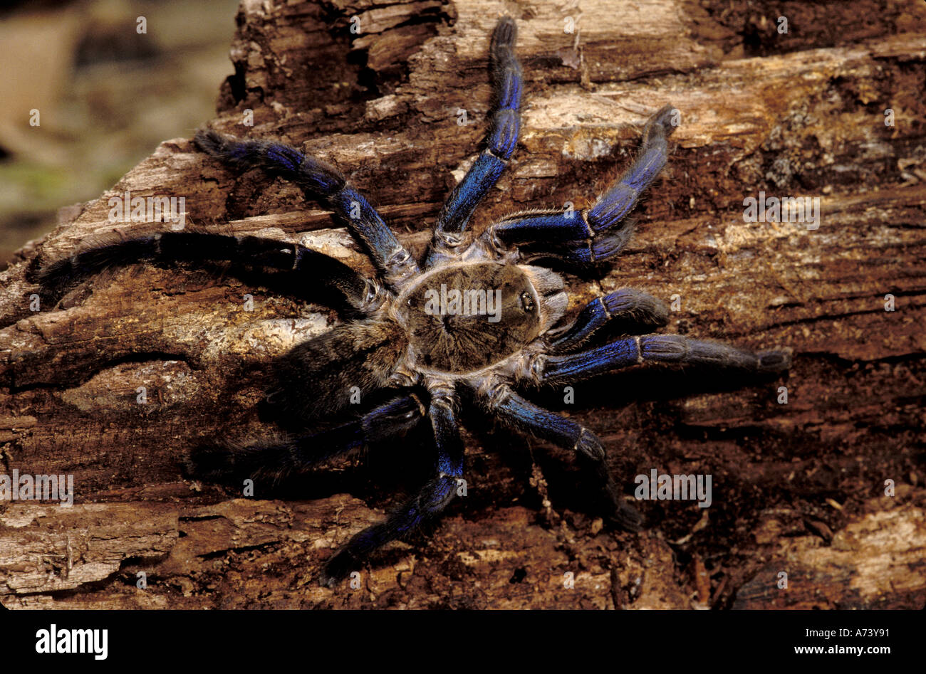 Cobalt Blue Tarantula  (Haplopelma lividum) Stock Photo