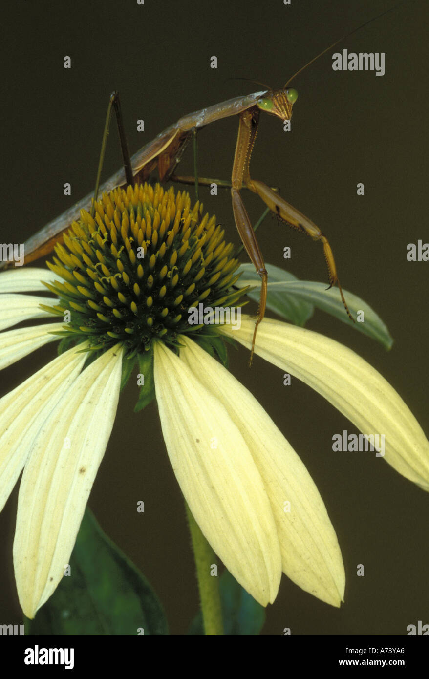 Michigan, Rochester. Praying Mantis on White Cone Flower (Mantis