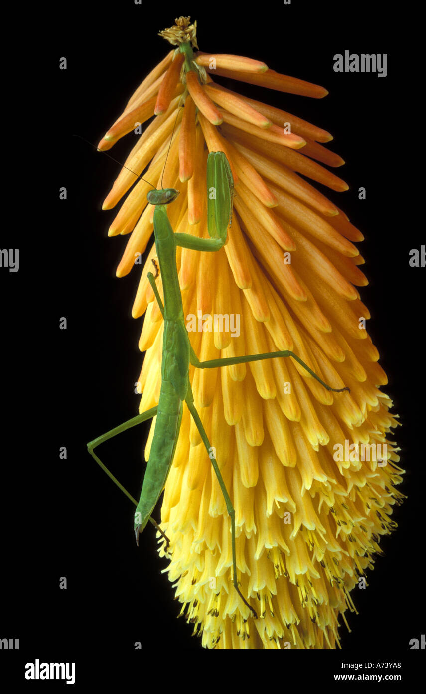 Michigan, Rochester Hills. Praying Mantis on Red Hot Poker Plant