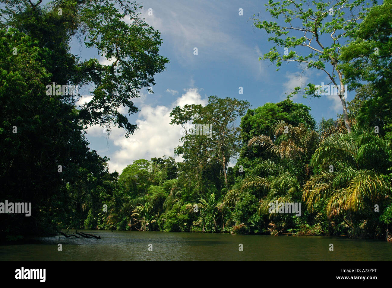 Forest Strip in Tortuguero National Park Costa Rica Central America Stock Photo