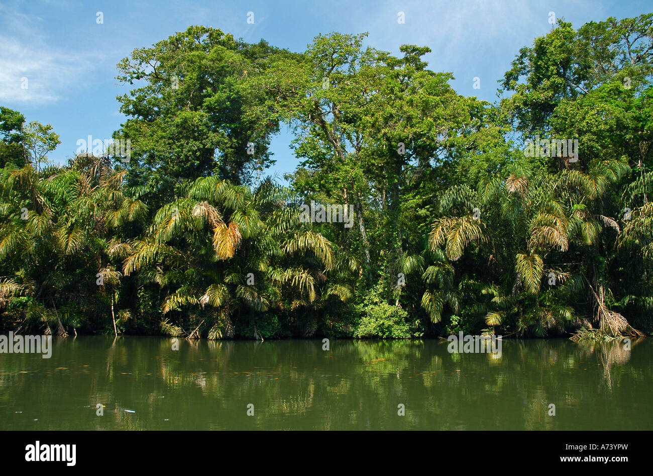 Raphia palms and other trees in Tortuguero National Park Costa Rica Central America Stock Photo