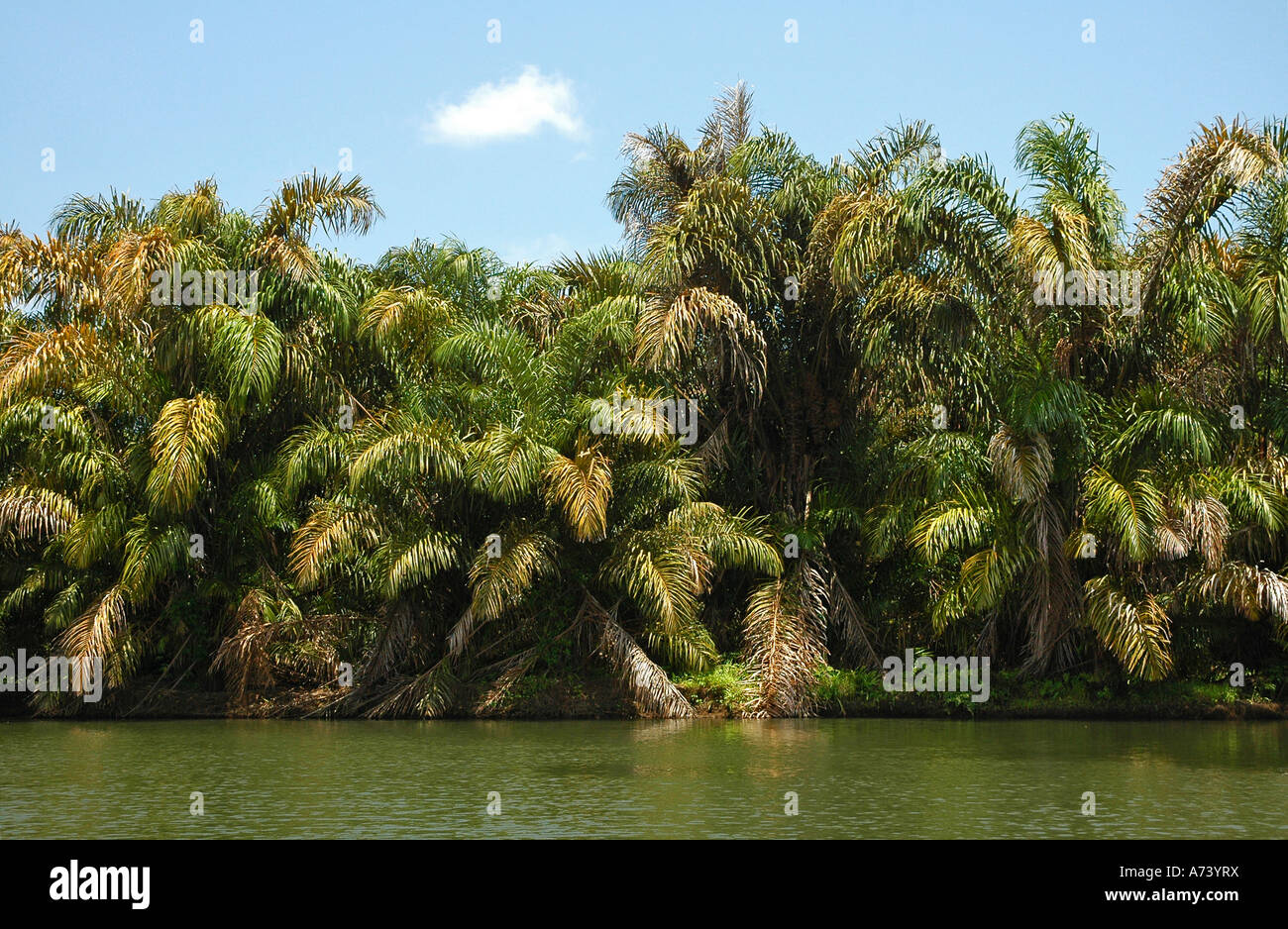 Raphia palms and other trees in Tortuguero National Park Costa Rica Central America Stock Photo