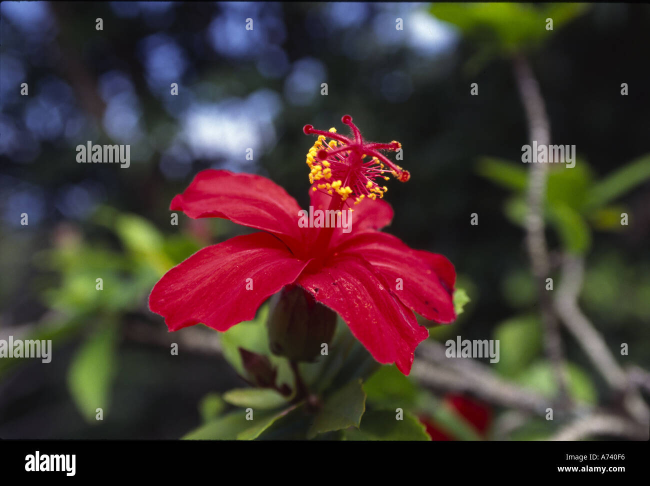 Native red hibiscus flower Hawaii Stock Photo Alamy