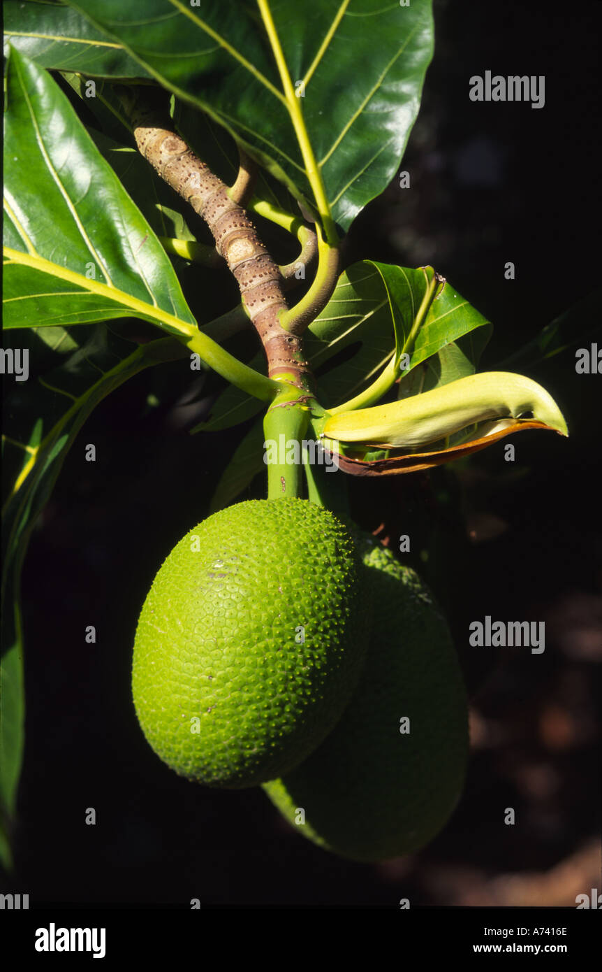 Breadfruit hawaii hires stock photography and images Alamy