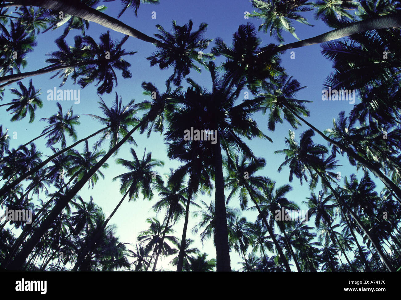 Coconut trees Hawaii Stock Photo Alamy