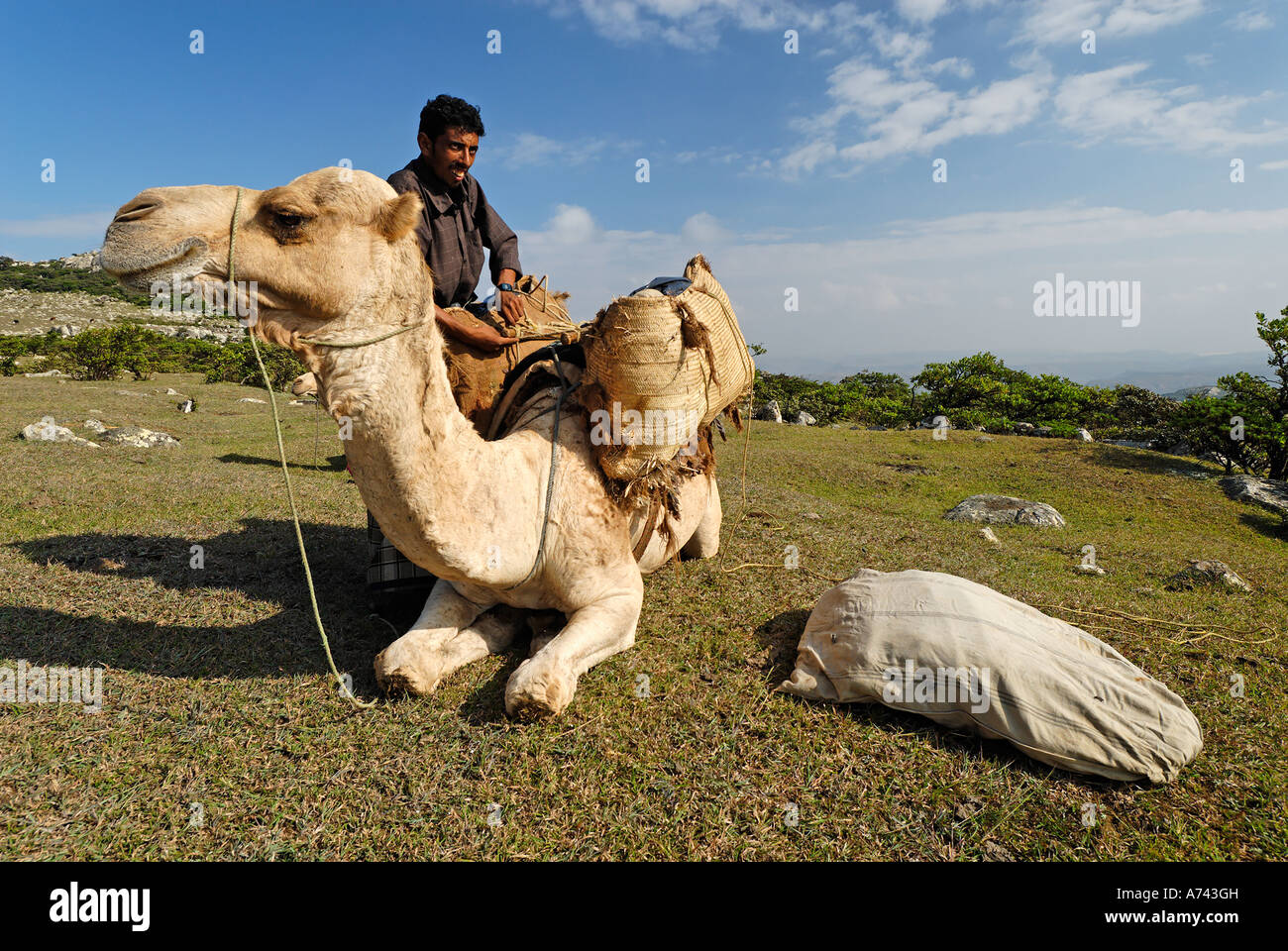 Socotri man from Socotra island loading a camel Yemen Stock Photo