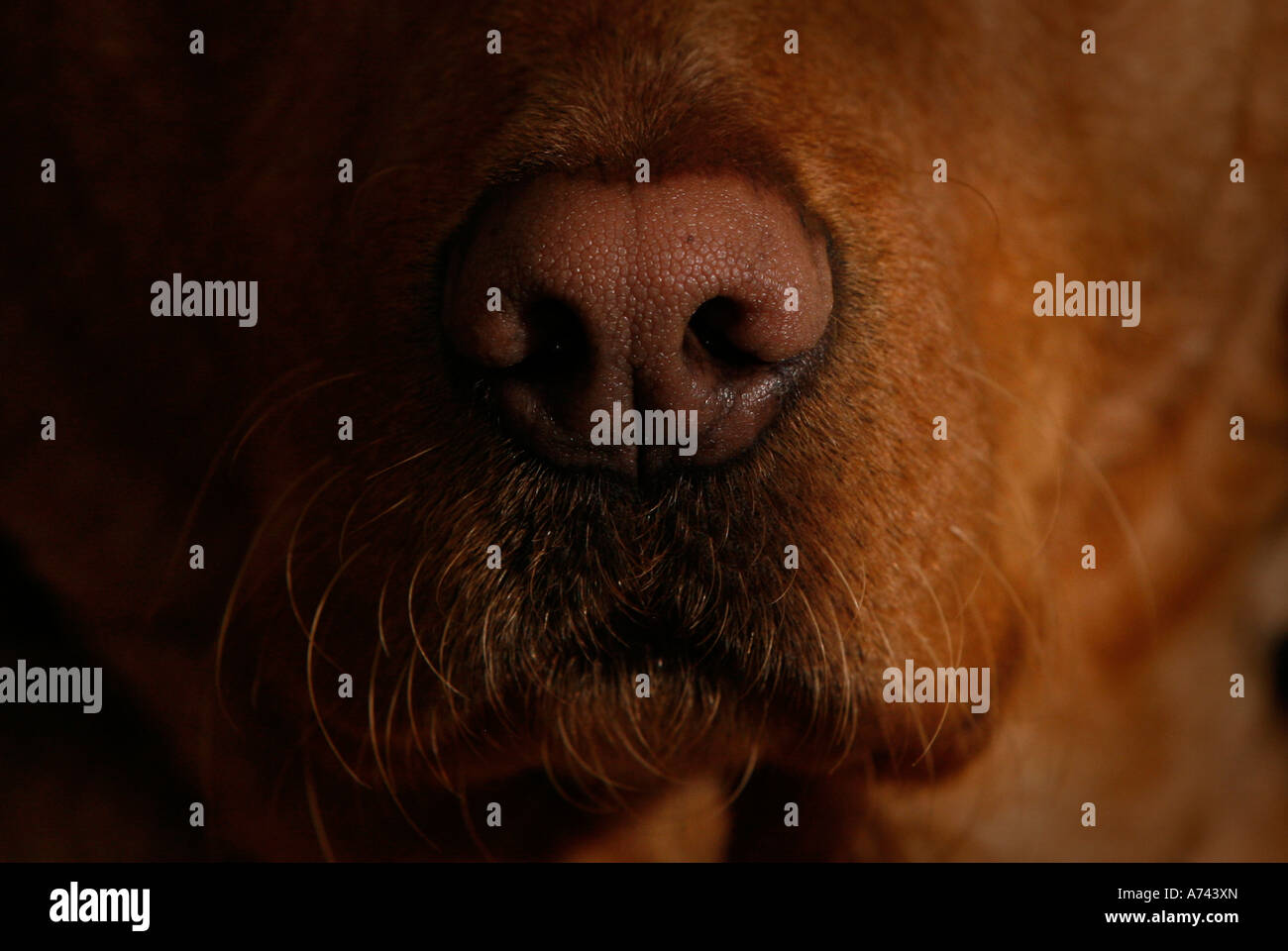 Golden retriever nostril hires stock photography and images Alamy