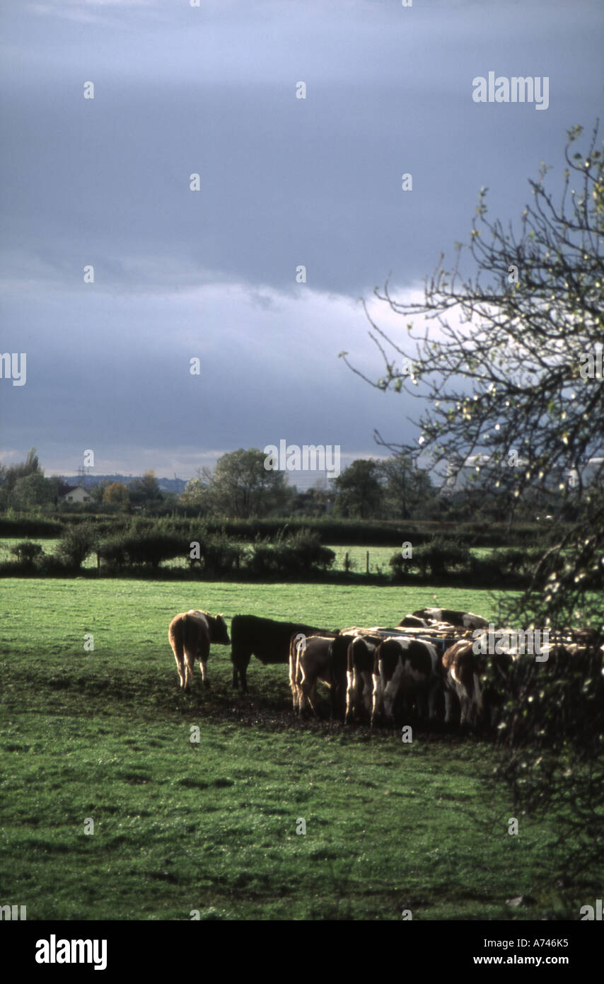 Cattle stomach hires stock photography and images Alamy