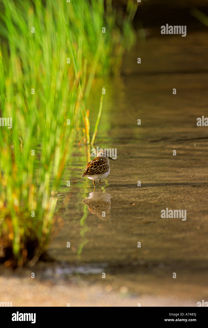 A Least Sandpiper wading in the water. Stock Photo