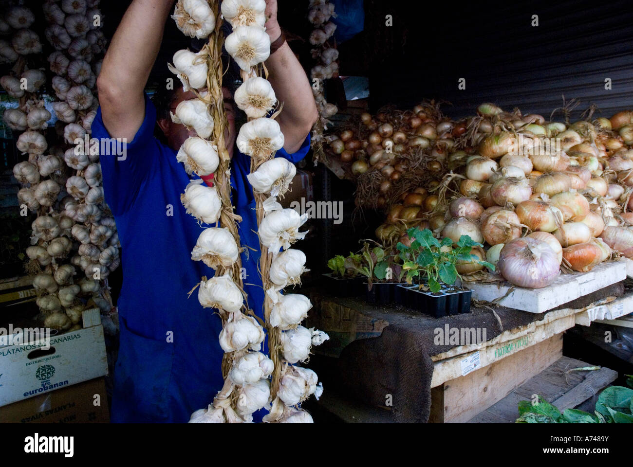 String of garlic at Street market OURENSE Ourense province Galicia region Spain Stock Photo