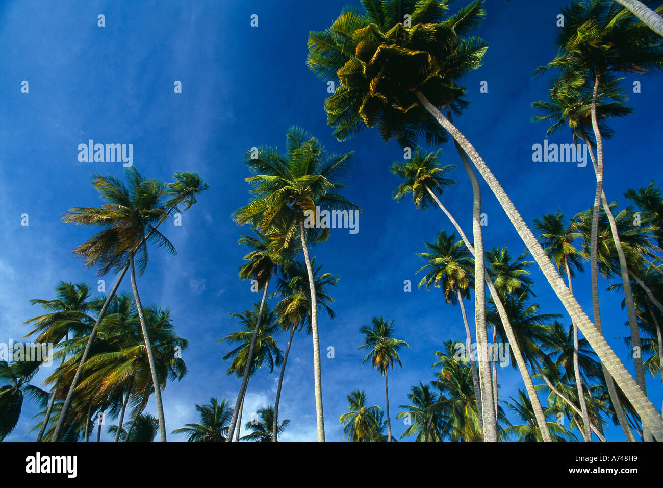 palm trees at Mullins Bay West Coast Barbados Stock Photo